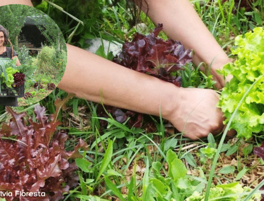 Permaculture Garden