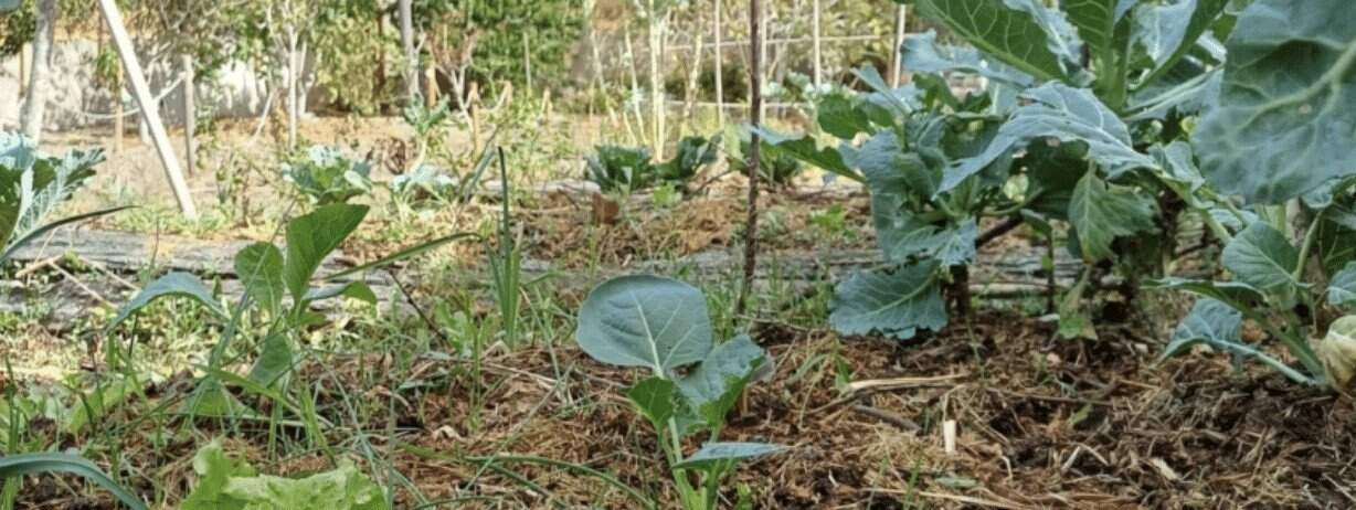 Workshop de Design de Permacultura