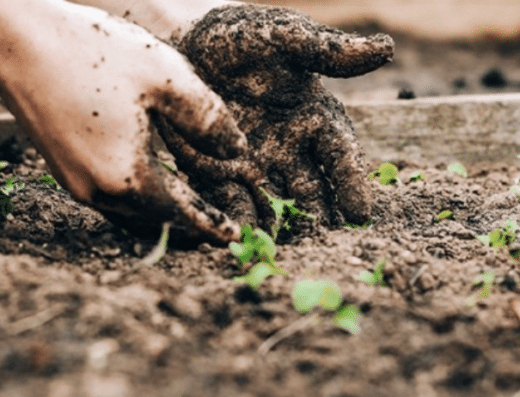 Biological Gardening