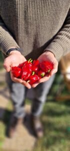 Chilli Sauce Workshop | Get Saucy with Tom Archer