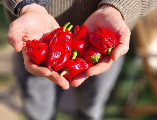 Chilli Workshop