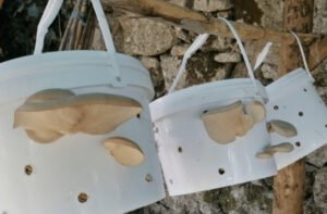 Home Mushroom Cultivation Workshop