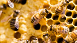 Natural Beekeeping Course | 2-Day Practical Beekeeping Training
