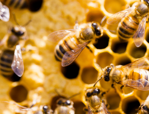 beekeeping