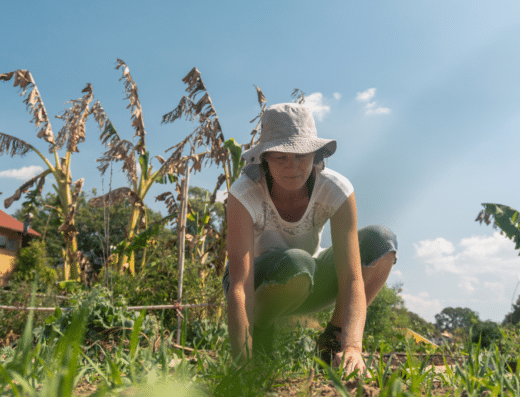 agroforestry