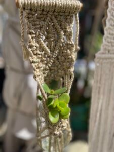 Workshop de cabides de plantas Criatividade e brunch!