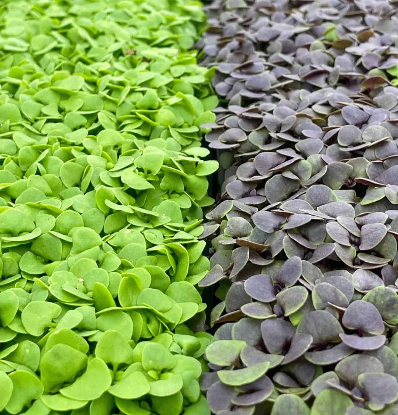 Descobre o mundo dos microgreens: Da semente ao prato