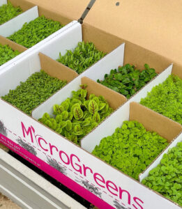 Discover the World of Microgreens: From Seed to Plate