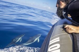 Marine Biology Discovery: Educational Dolphin Watching Experience in Lisbon