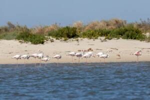 Observação Educativa de Aves na Reserva Natural do Estuário do Tejo