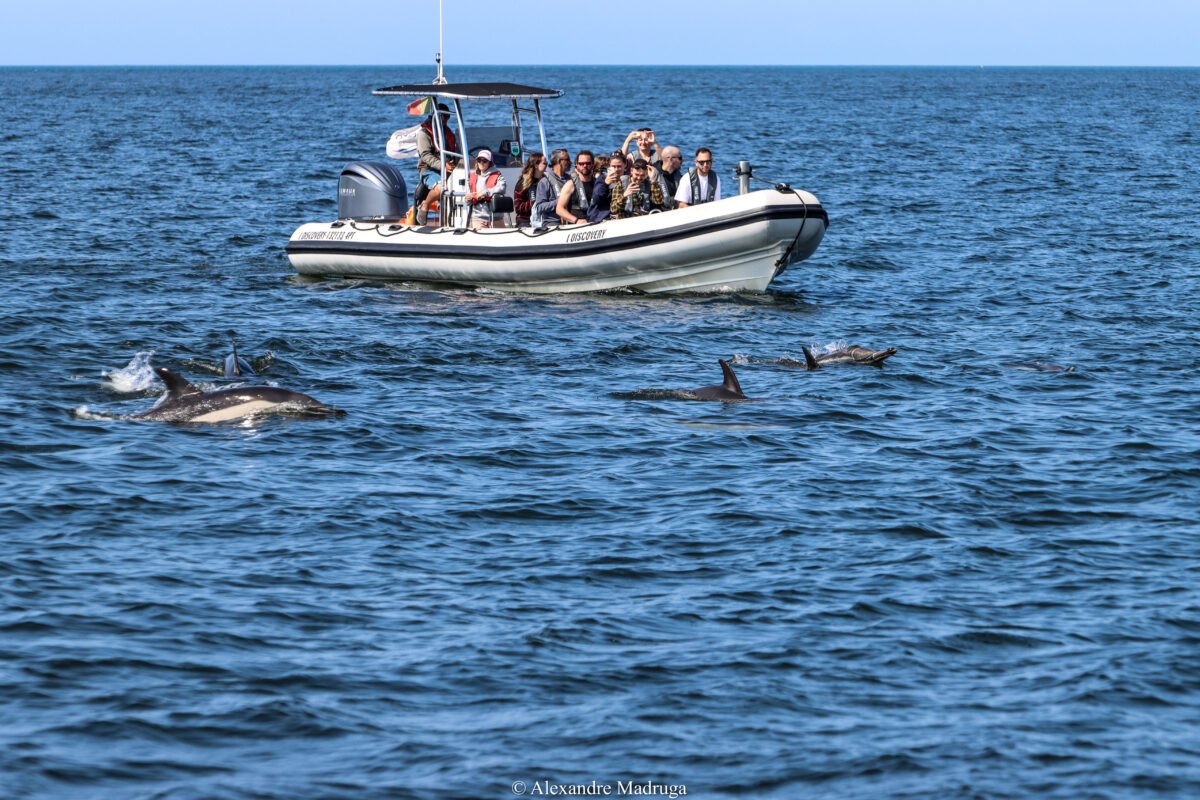 Marine Biology Discovery: Educational Dolphin Watching Experience in Lisbon gallery 6