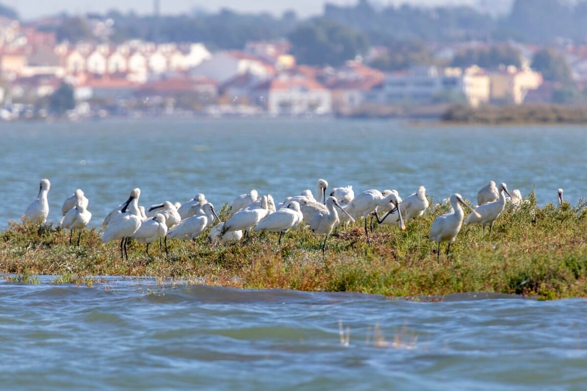 Galeria Educational Birdwatching in the Tagus Estuary Nature Reserve 7