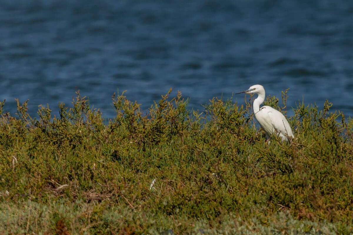 Galeria Educational Birdwatching in the Tagus Estuary Nature Reserve 6