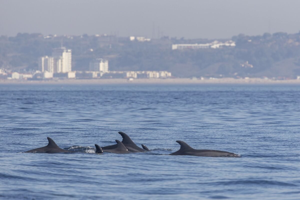 Marine Biology Discovery: Educational Dolphin Watching Experience in Lisbon gallery 10