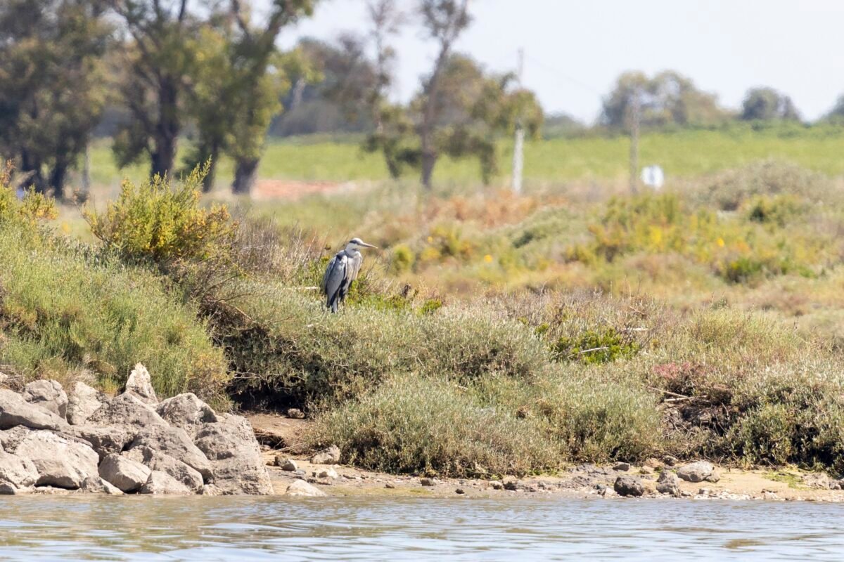 Galeria Educational Birdwatching in the Tagus Estuary Nature Reserve 9
