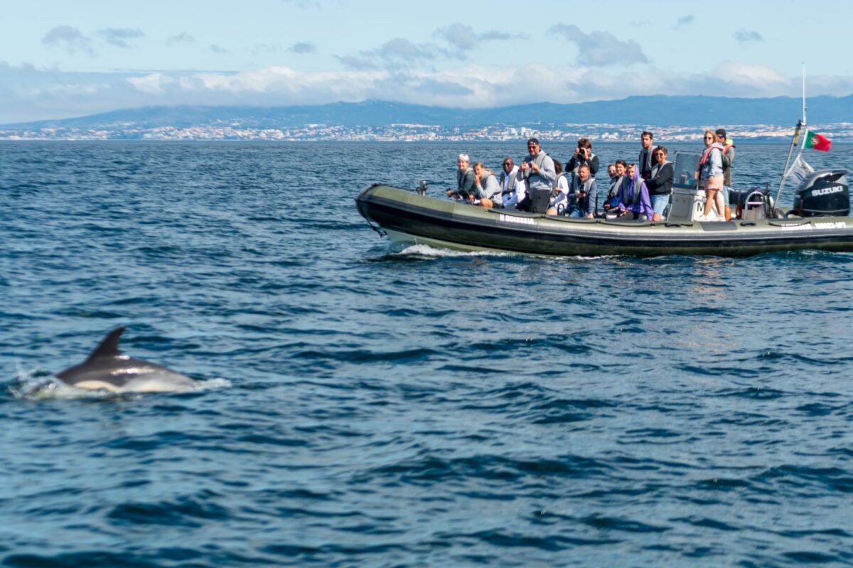 Marine Biology Discovery: Educational Dolphin Watching Experience in Lisbon gallery 7