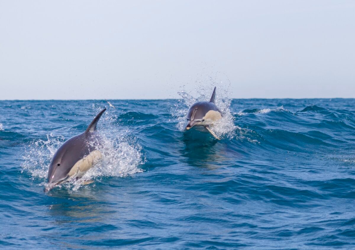 Marine Biology Discovery: Educational Dolphin Watching Experience in Lisbon gallery 9