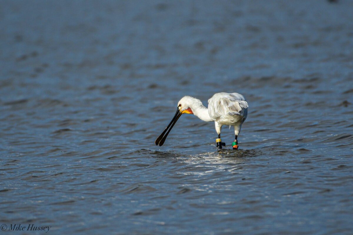 Galeria Educational Birdwatching in the Tagus Estuary Nature Reserve 8