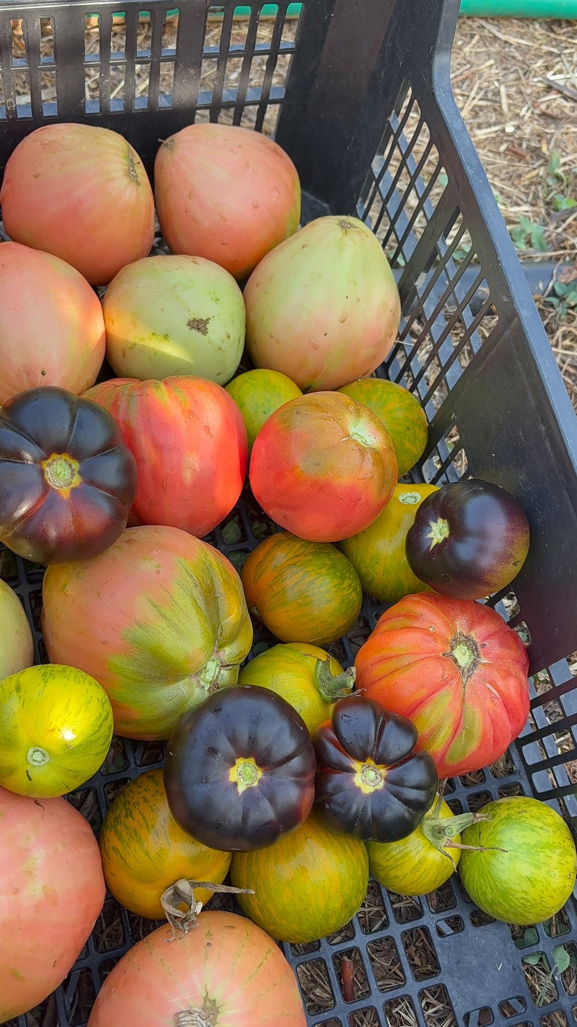 Permaculture Garden gallery 7