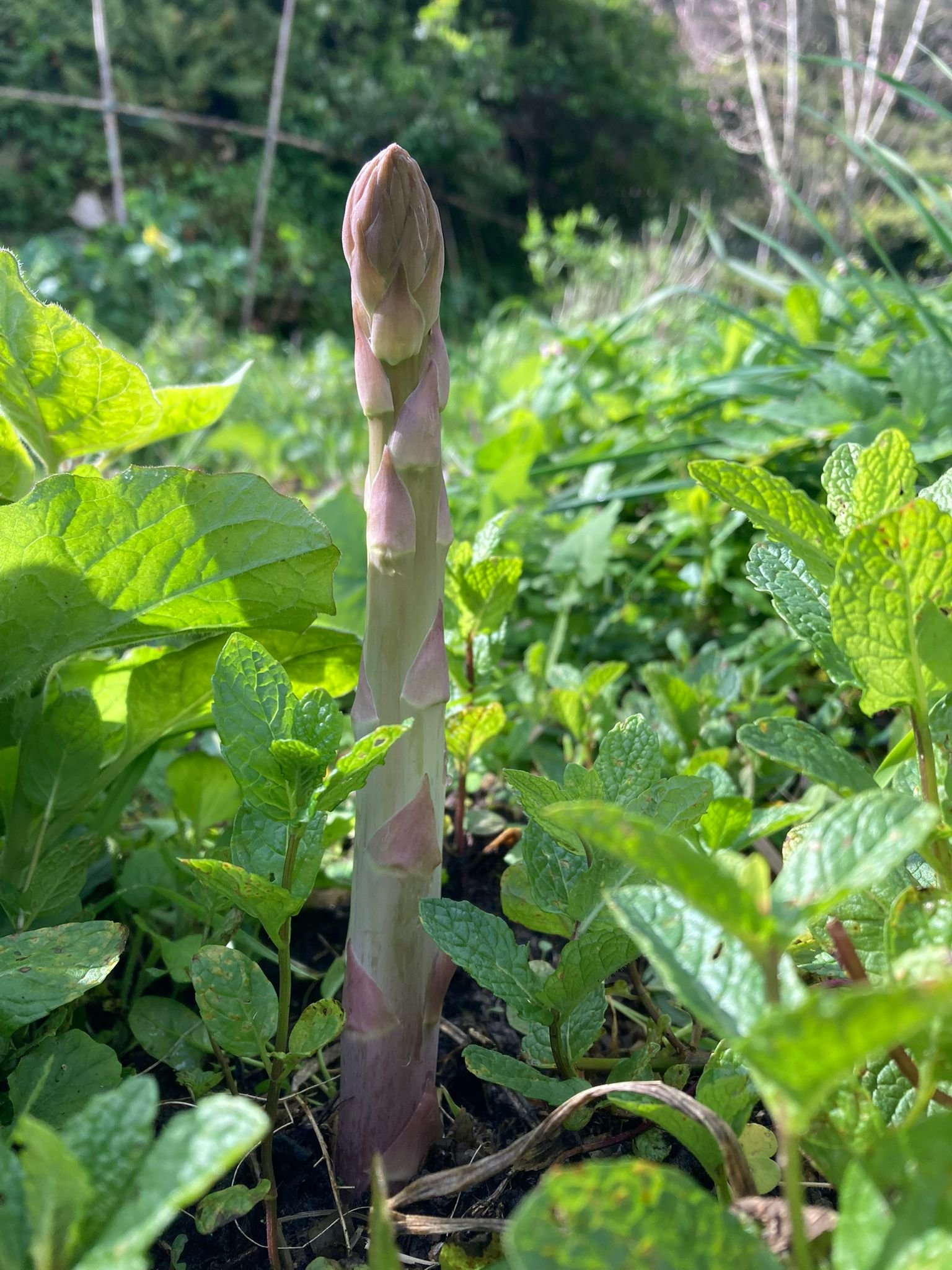 Curso Certificado de Design de Permacultura em Sintra - Formação prática em PDC