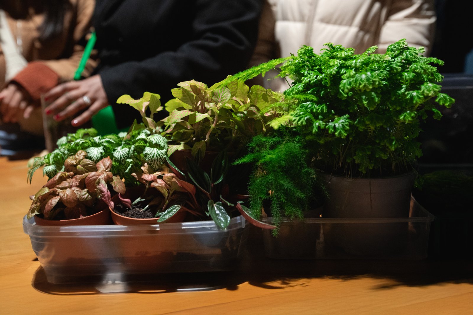 Galeria Terrarium Workshop | Build Your Own Living Ecosystem with Ana Rita Pina 6
