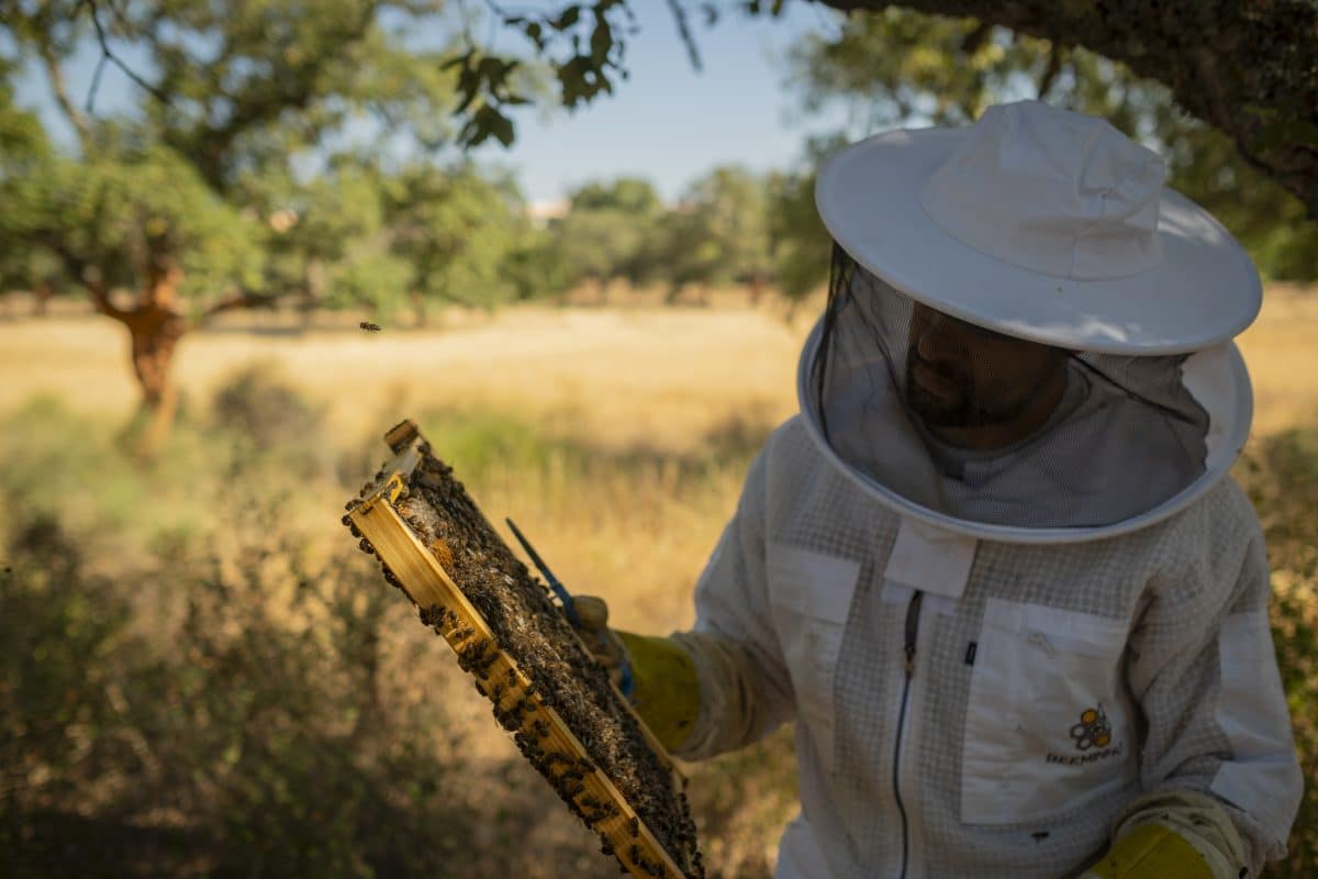 Beekeeping Workshop Algarve | Hive Visit & Honey Tasting Experience gallery 1