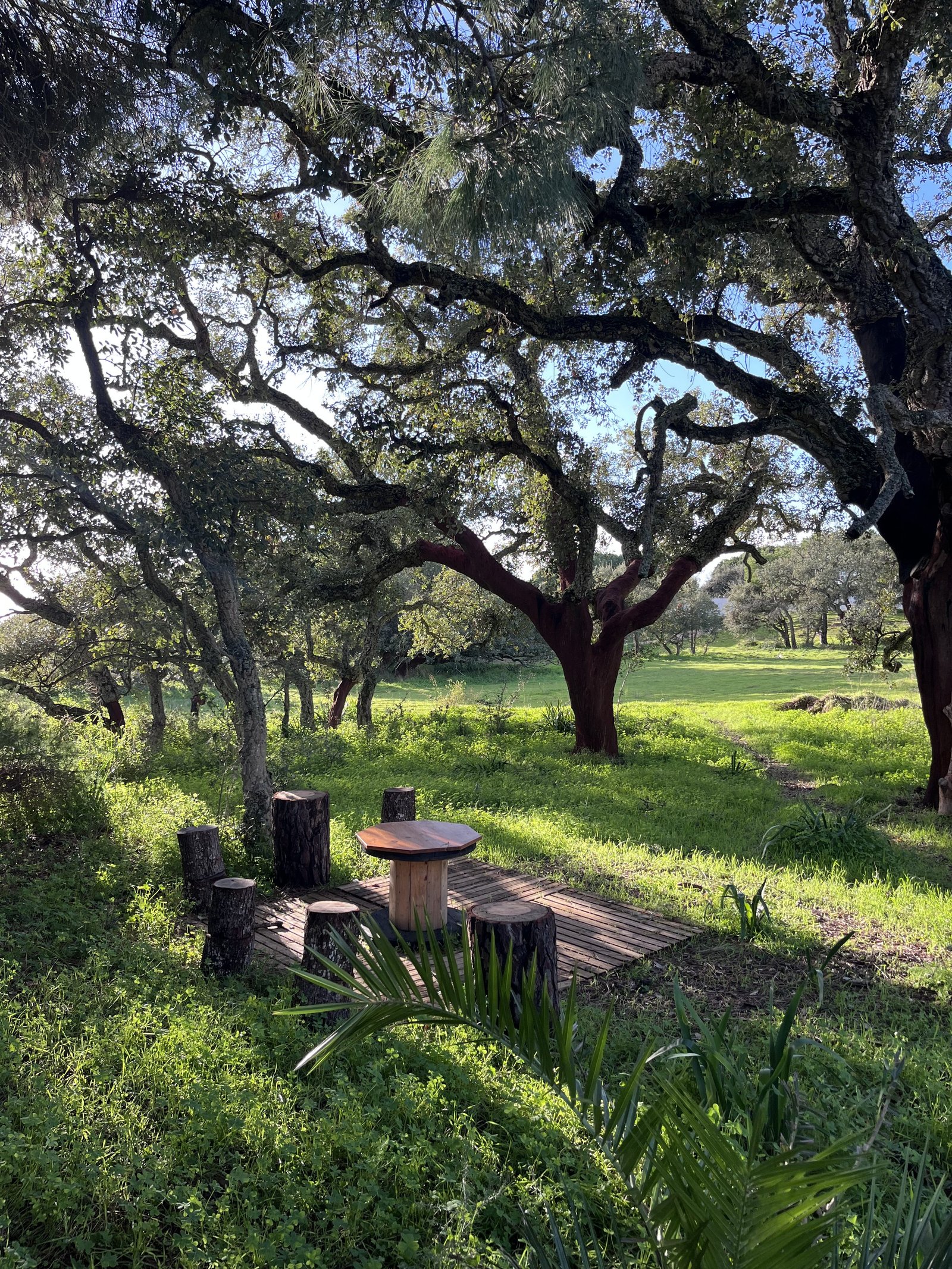 Galeria Beekeeping Workshop Algarve | Hive Visit & Honey Tasting Experience 8