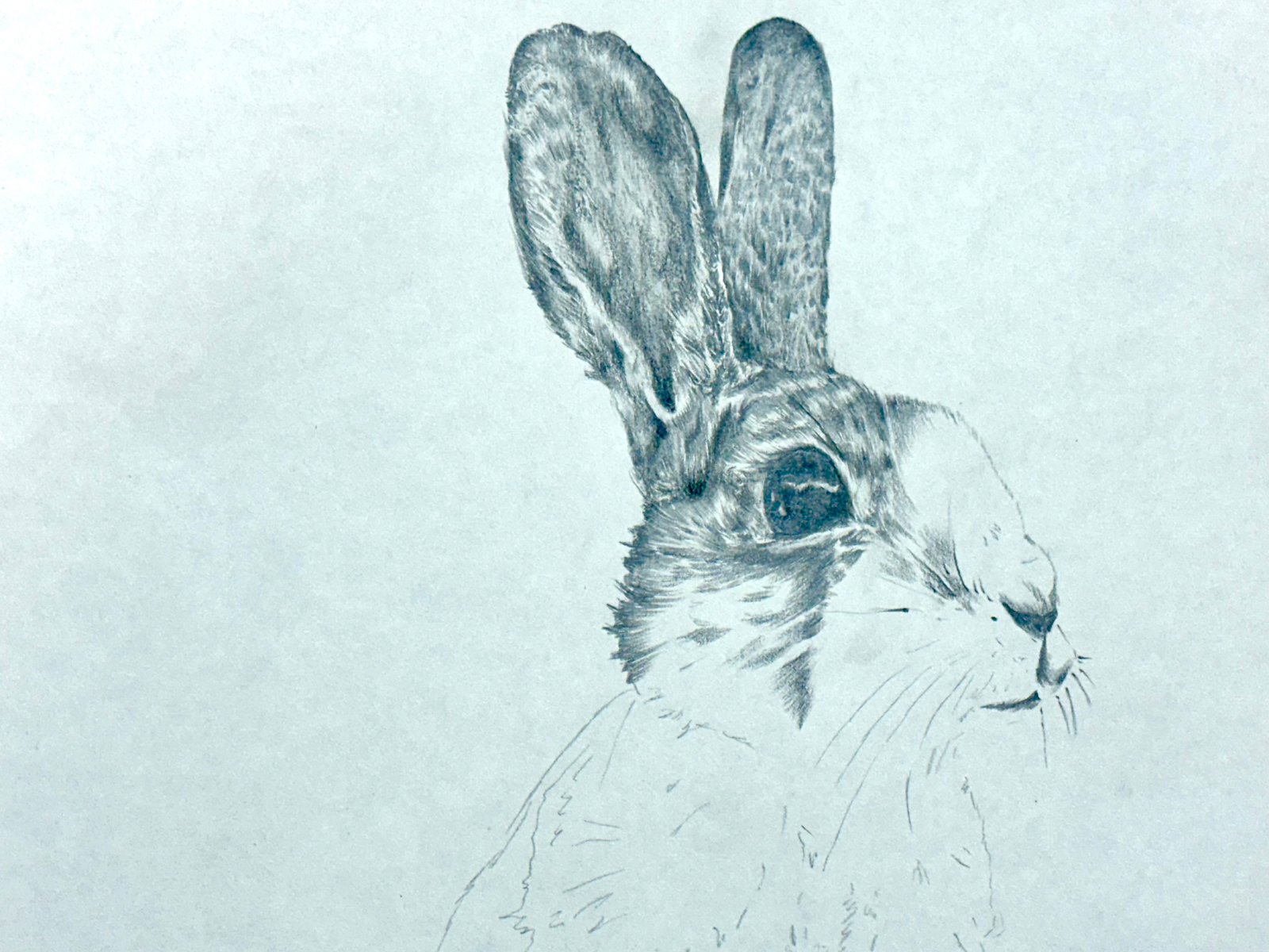 Galeria Graphite Animal Drawing | Capture Your Pet in Art Workshop 8