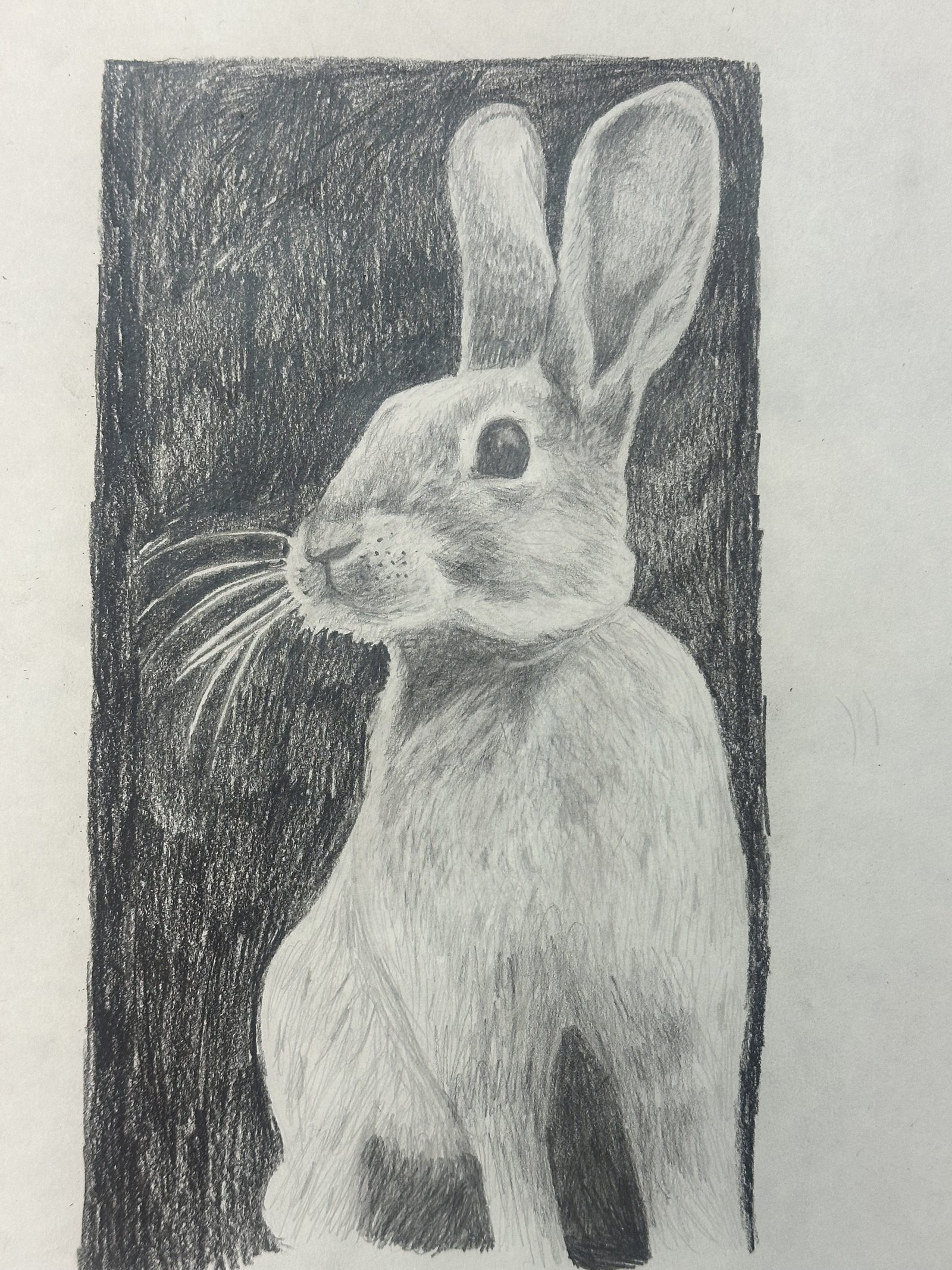 Galeria Graphite Animal Drawing | Capture Your Pet in Art Workshop 9