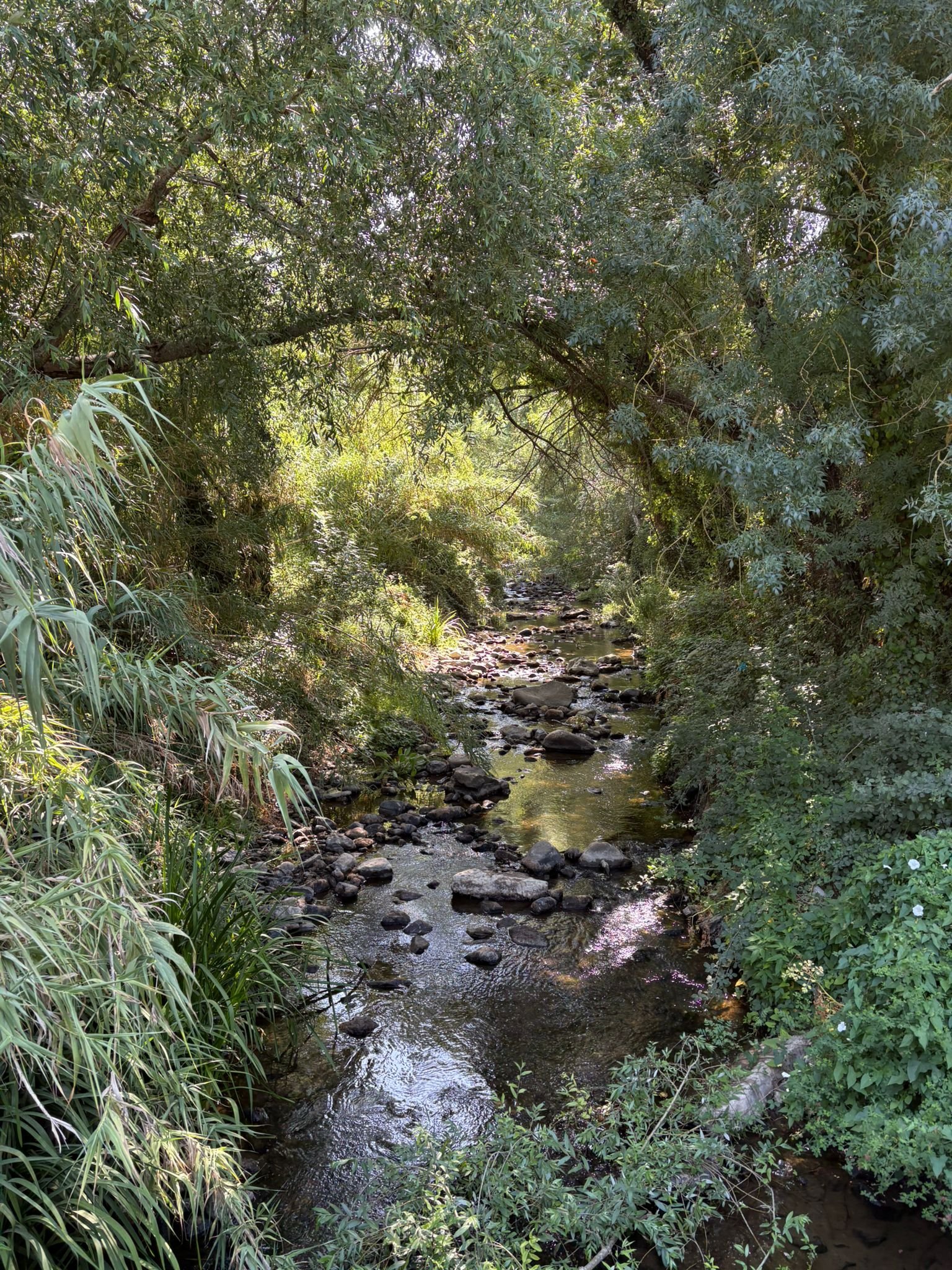 Forest Bathing Experience (Shinrin-Yoku) gallery 8