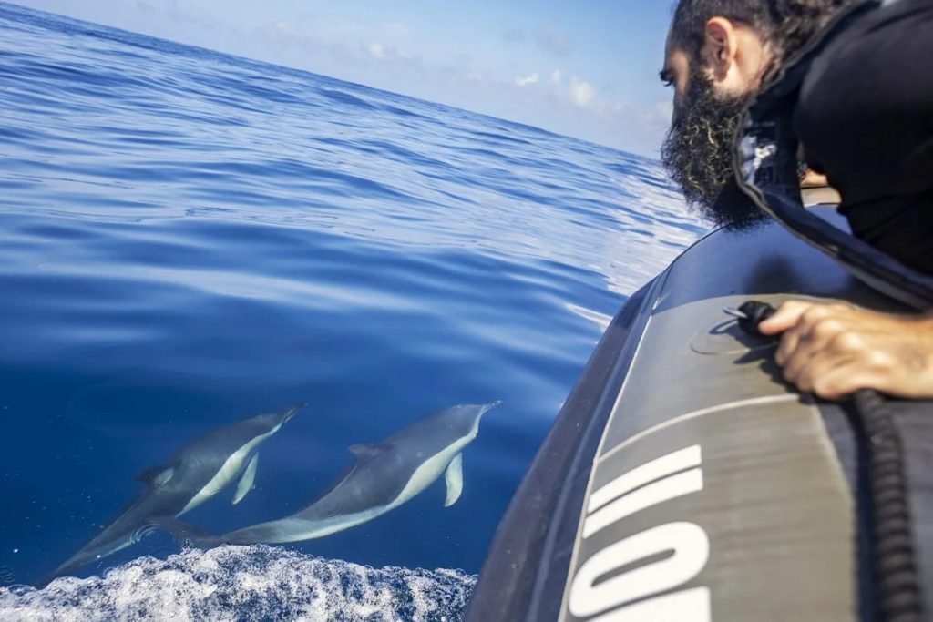 Observing dolphins in natural habitat during spring marine biology discovery workshop Lisbon 2026