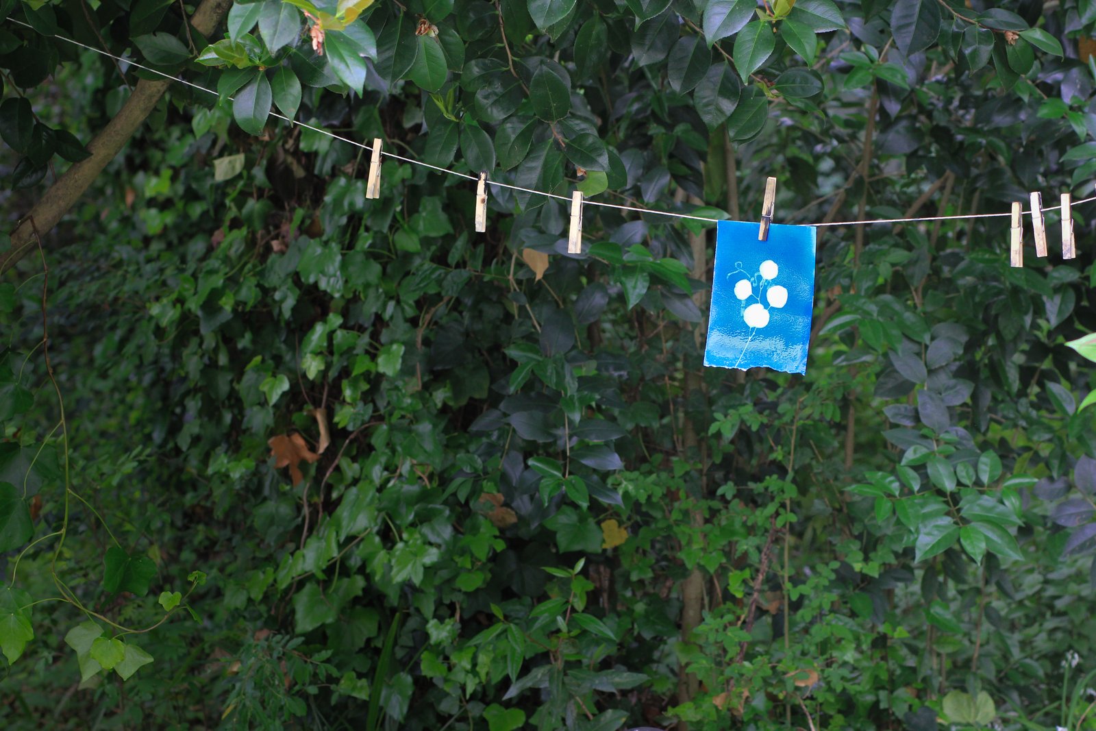 Galeria Cyanotype Workshop in Porto | Create Your Own Blue Prints with Sunlight 10