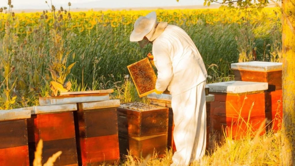 Beekeeper in protective suit inspecting hive during natural beekeeping course Eco Aldeia do Vale