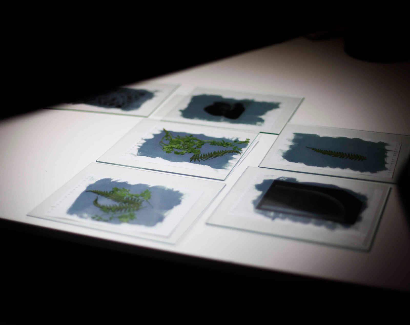Galeria Cyanotype Workshop in Porto | Create Your Own Blue Prints with Sunlight 6