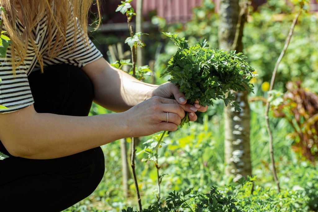 Planting aromatic medicinal garden during permaculture for herbalists workshop Portugal plant medicine