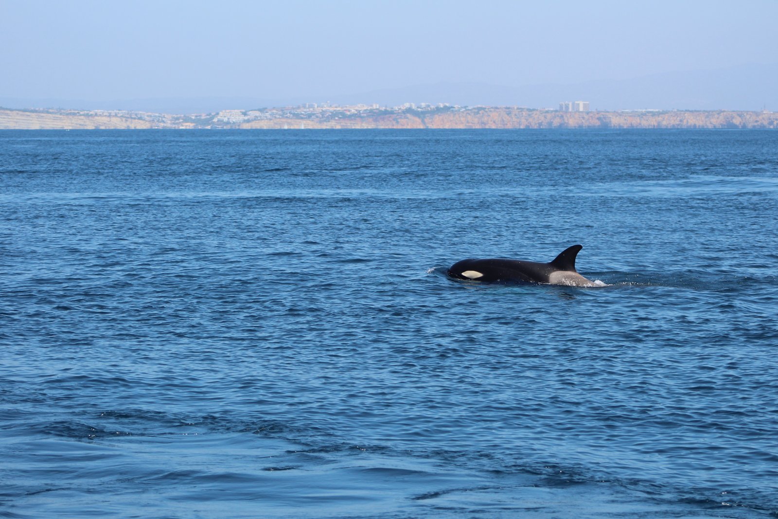 Dolphin Watching Experience in Algarve | Marina de Lagos gallery 7
