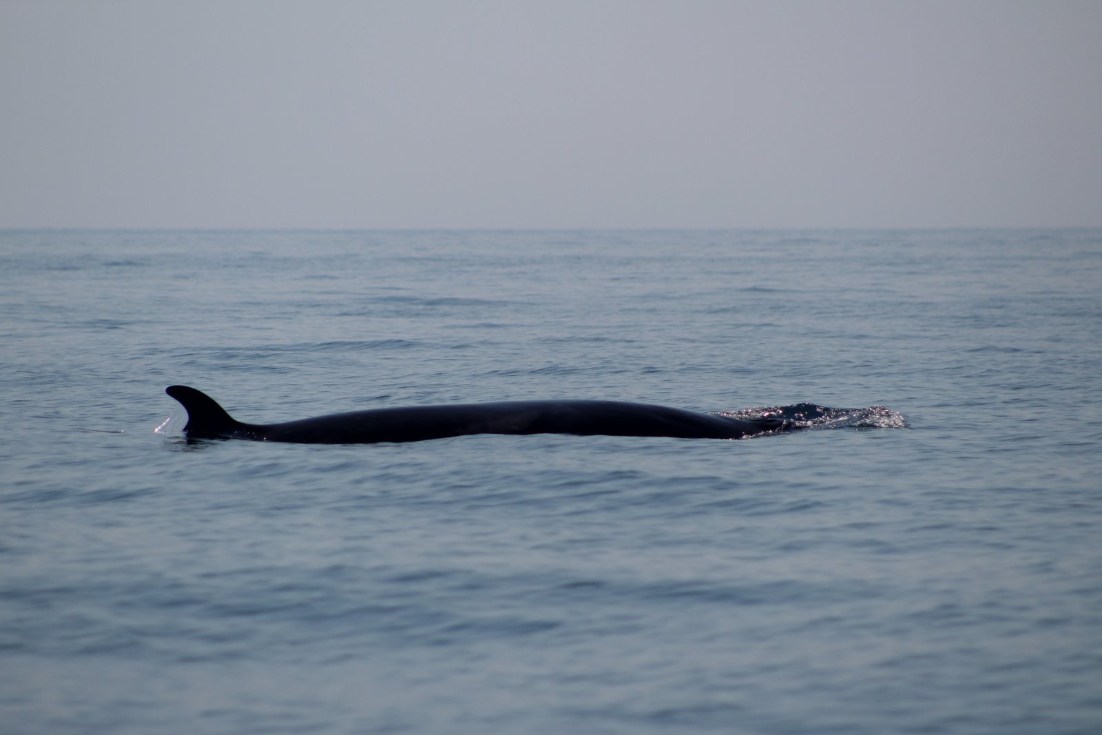 Dolphin Watching Experience in Algarve | Marina de Lagos gallery 8