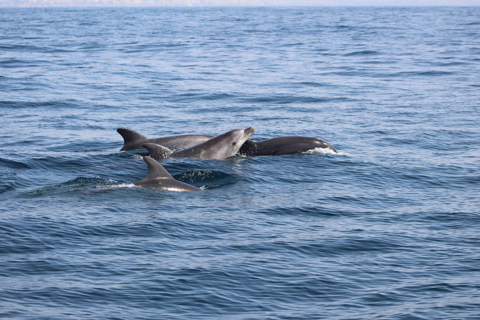 Dolphin Watching Experience in Algarve | Marina de Lagos gallery 9