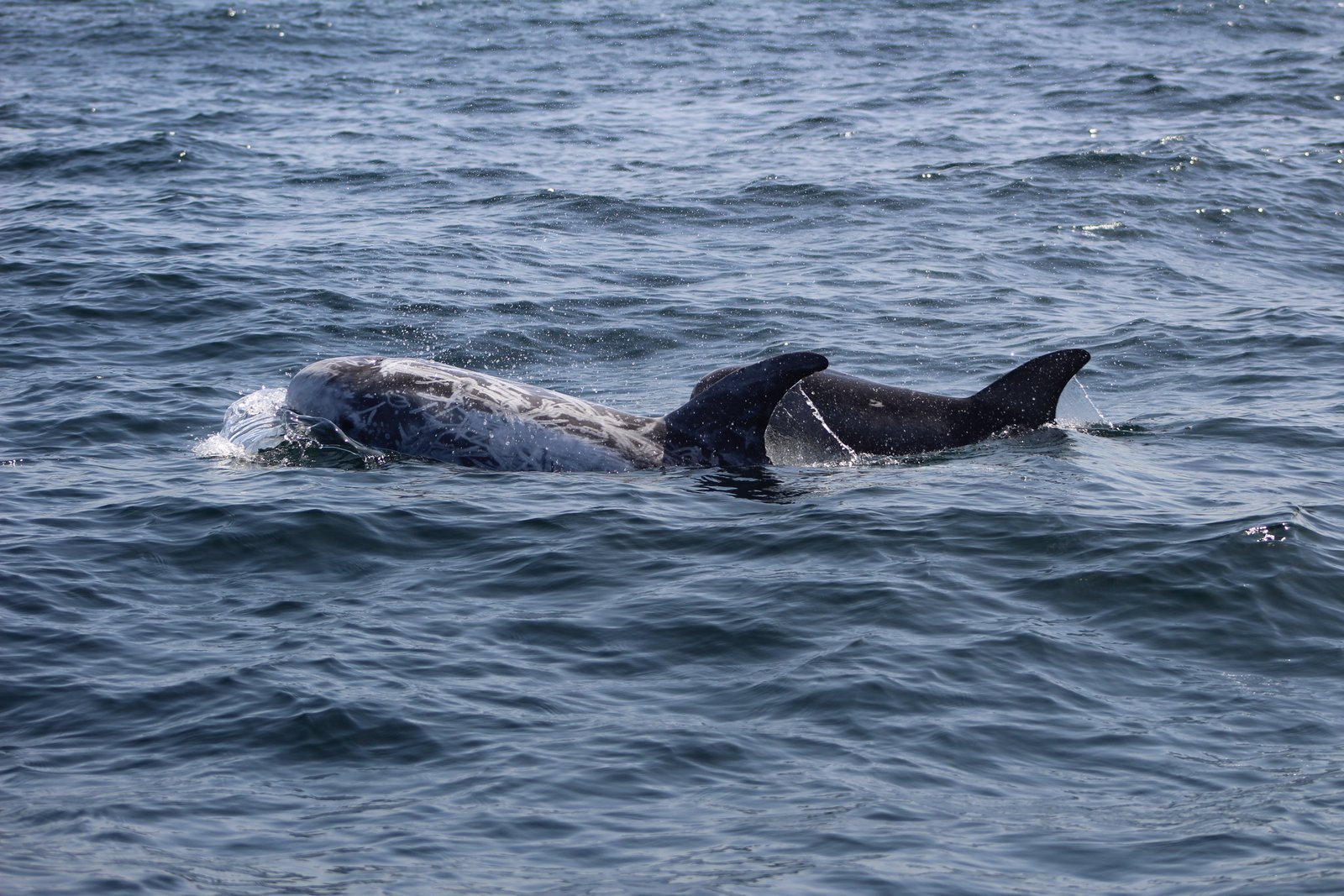 Dolphin Watching Experience in Algarve | Marina de Lagos gallery 10