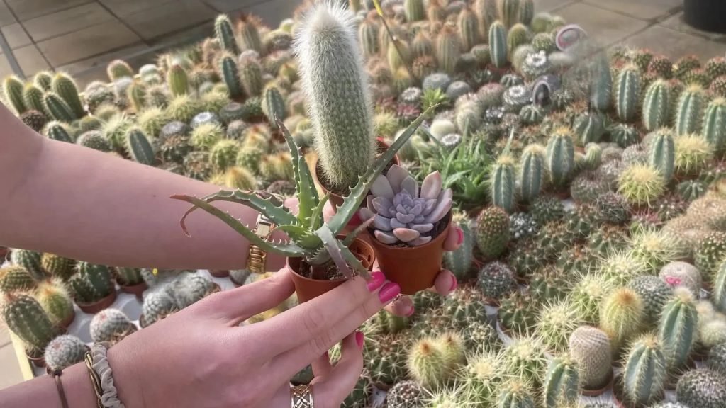 Algarve summer experiences terrarium workshop outdoor miniature garden building Albufeira Atenda