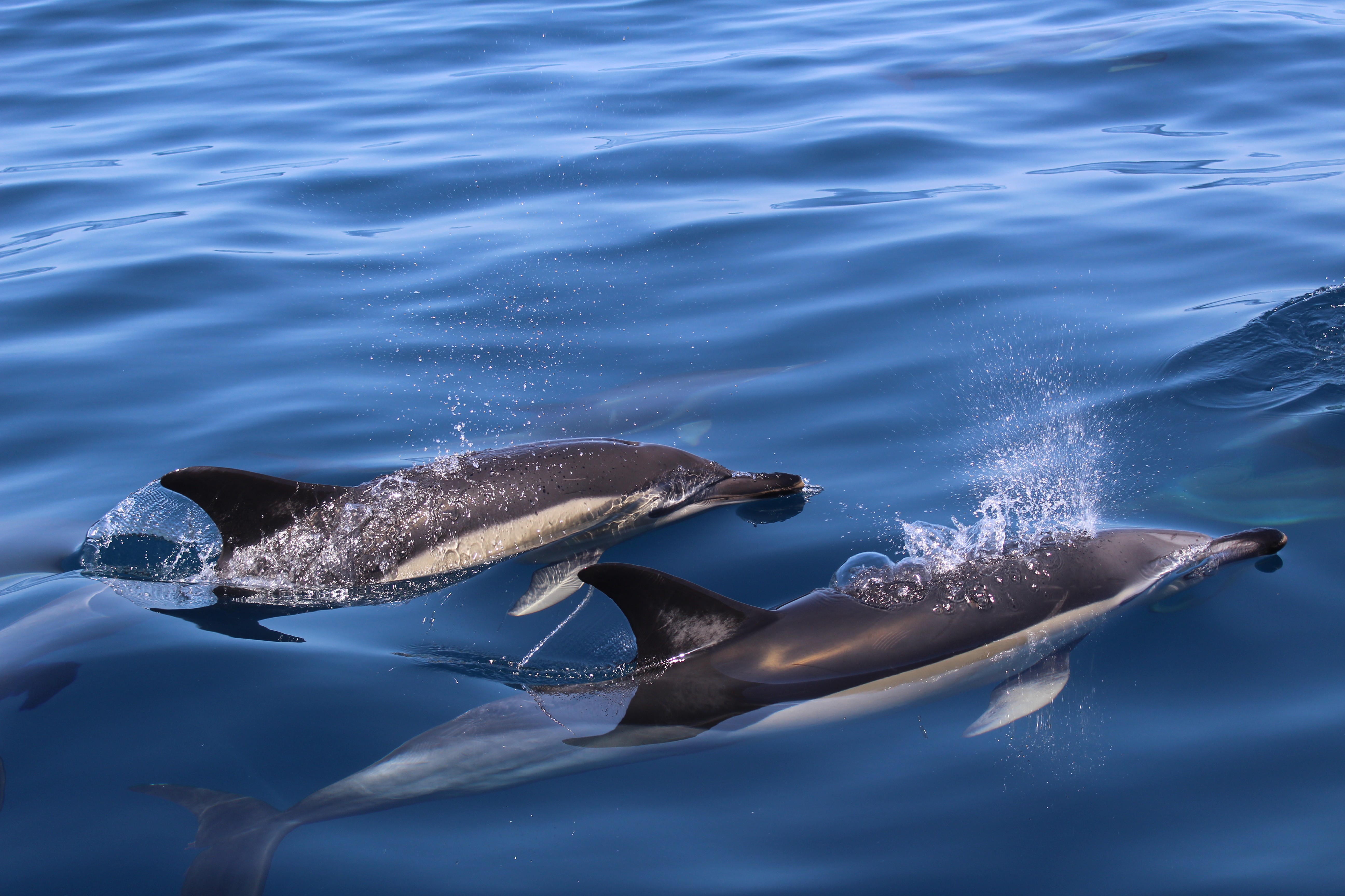 Benagil and Dolphin Adventure in Algarve gallery 7
