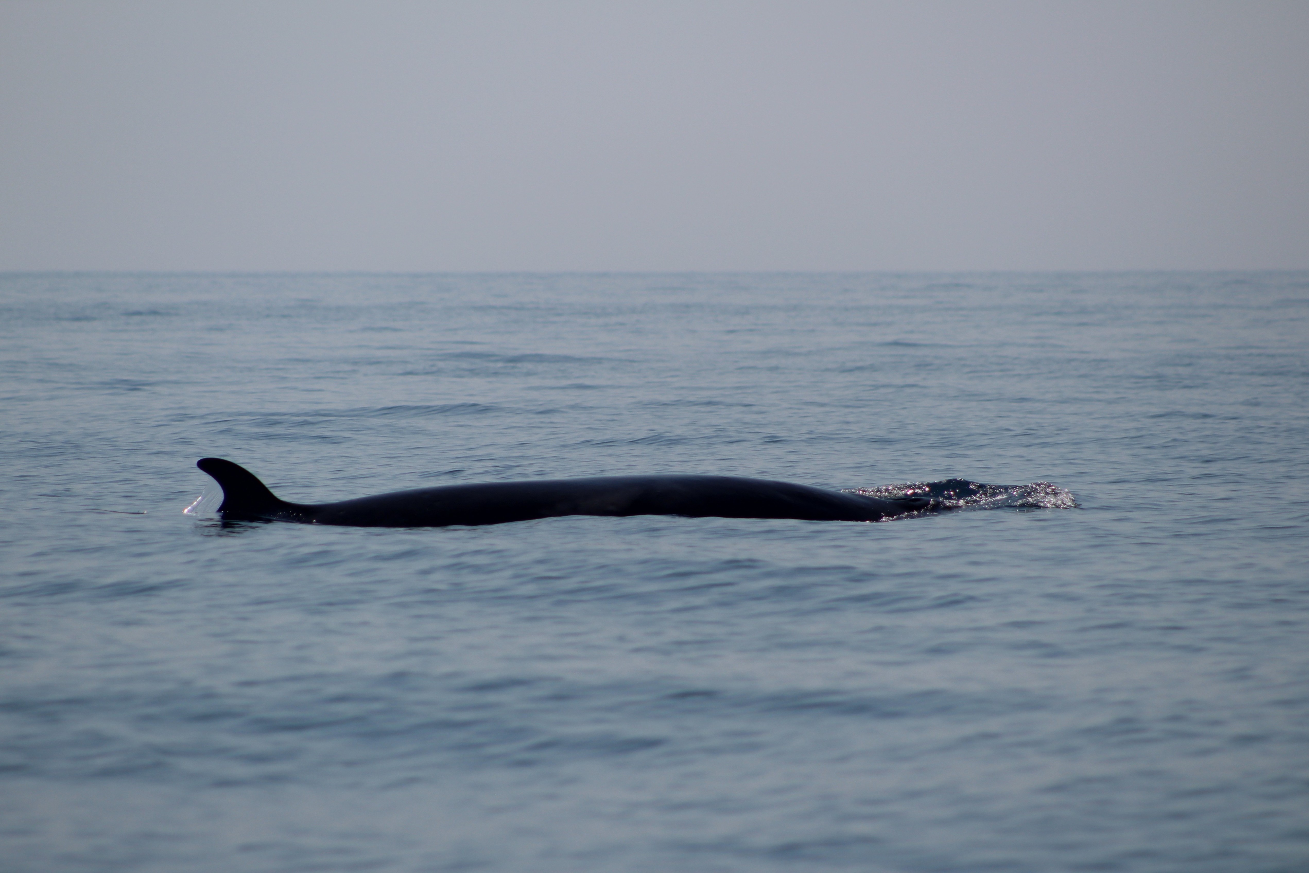 Benagil and Dolphin Adventure in Algarve gallery 6