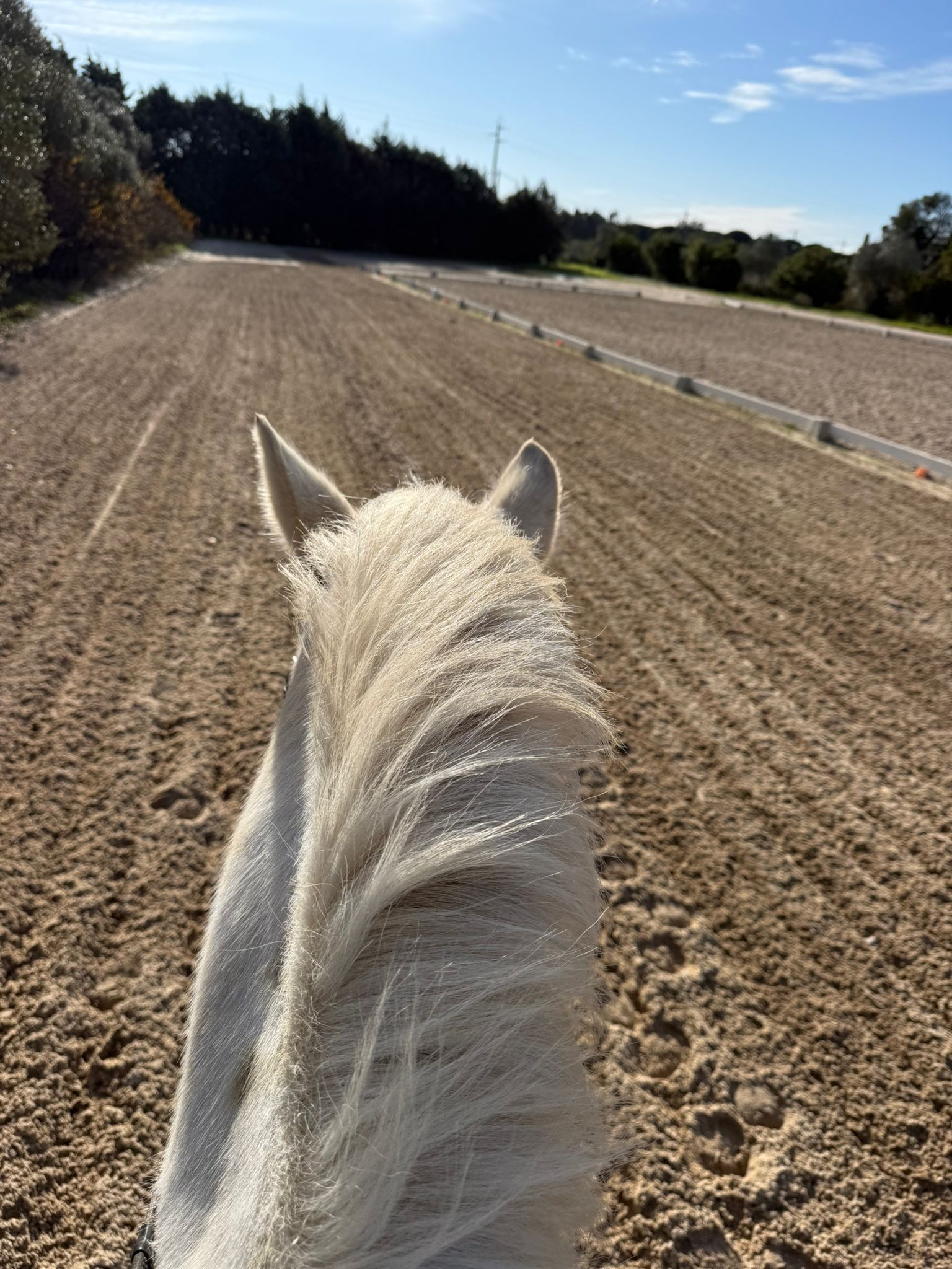 Beginner Dressage Experience in Santarém | José Carvalho Neto gallery 7