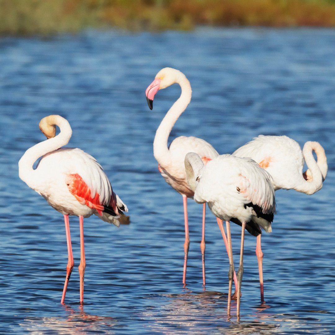 Birdwatching Experience in Comporta gallery 3