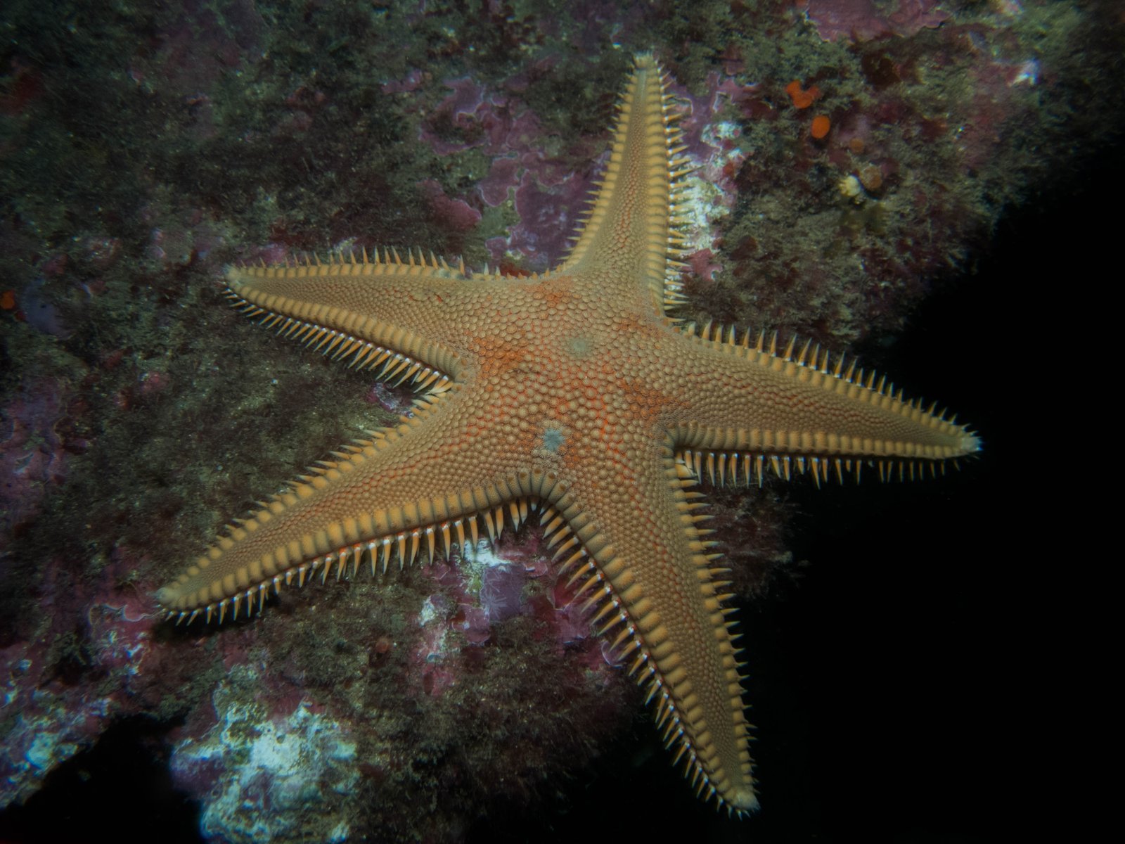 Double Dive for Certified Divers in Albufeira gallery 8