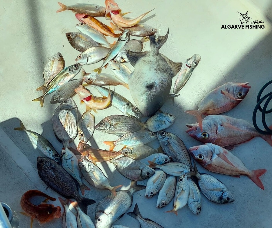 Galeria Reef Fishing Trip 8