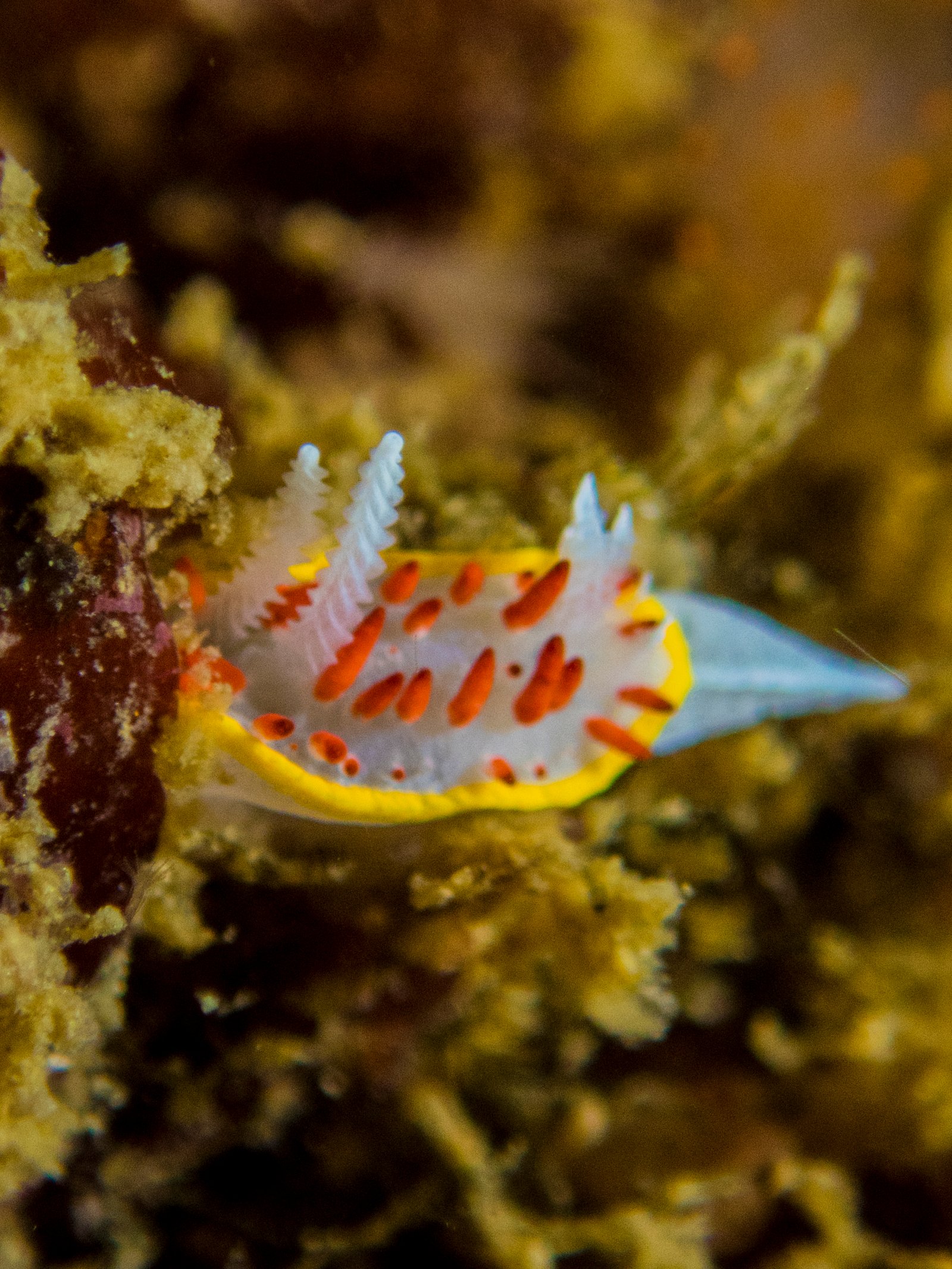 Double Dive for Certified Divers in Albufeira gallery 9