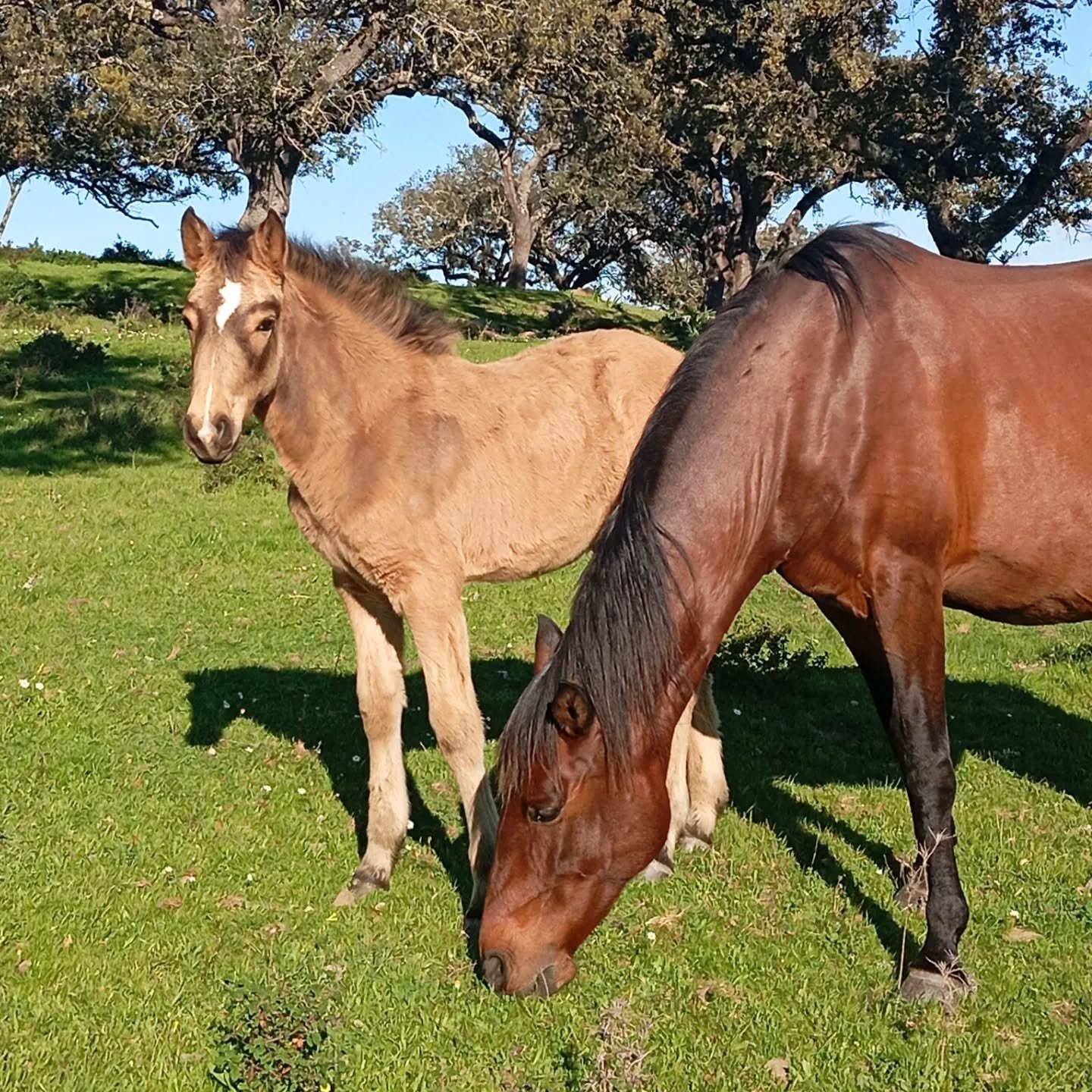 Hands-On Farm Visit in Ourique