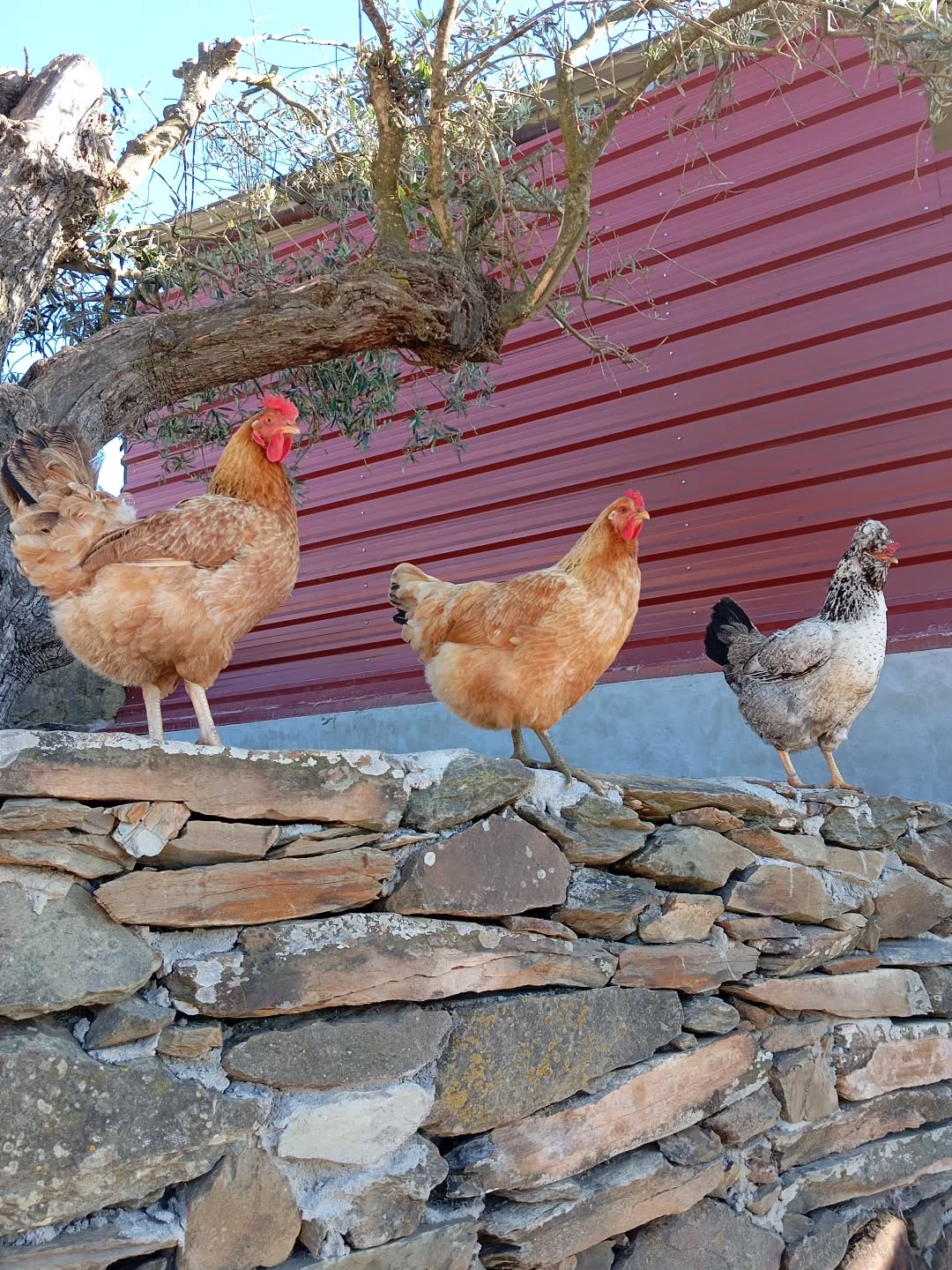 Hands-On Farm Visit in Ourique gallery 8