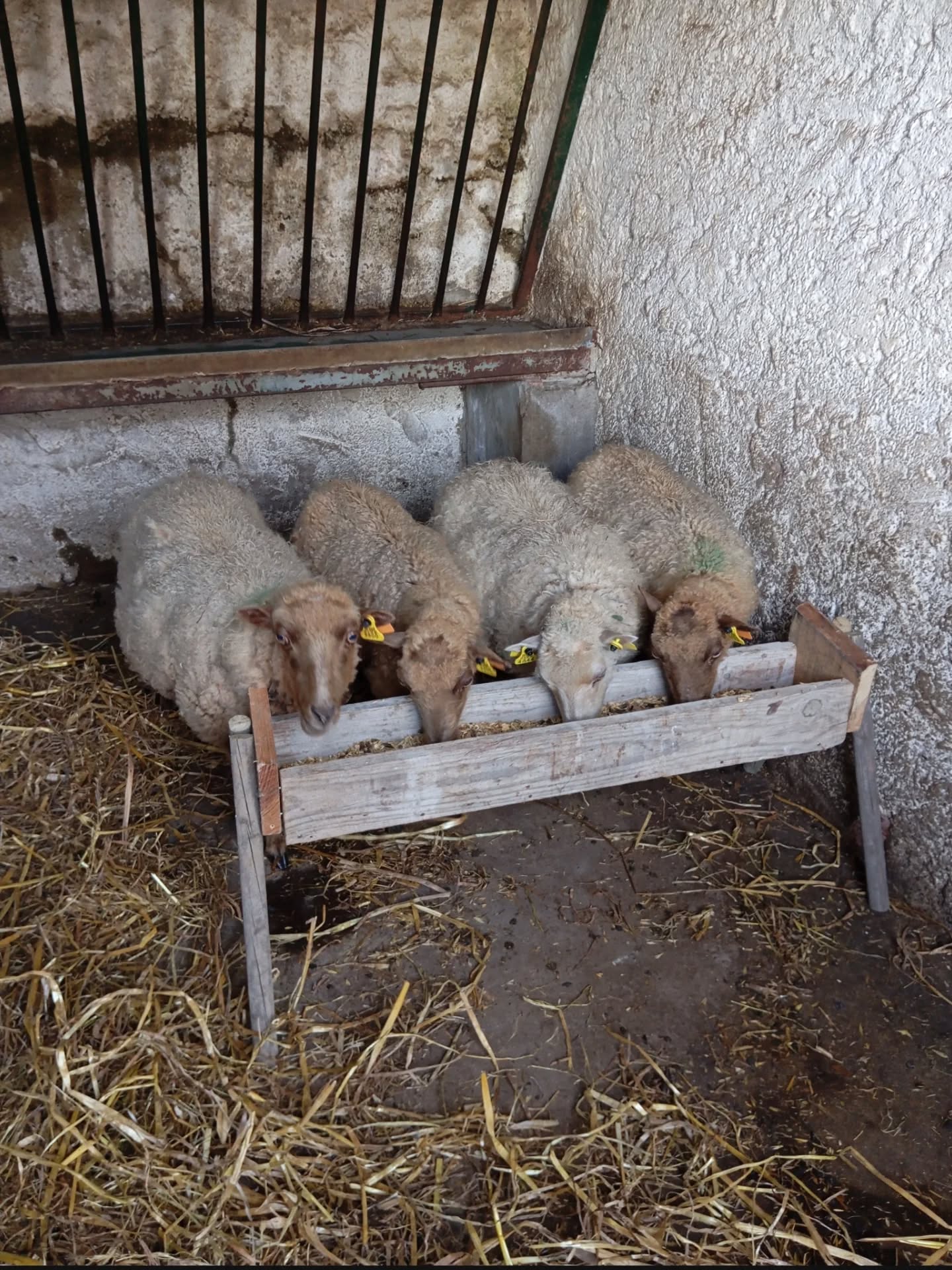 Hands-On Farm Visit in Ourique gallery 9
